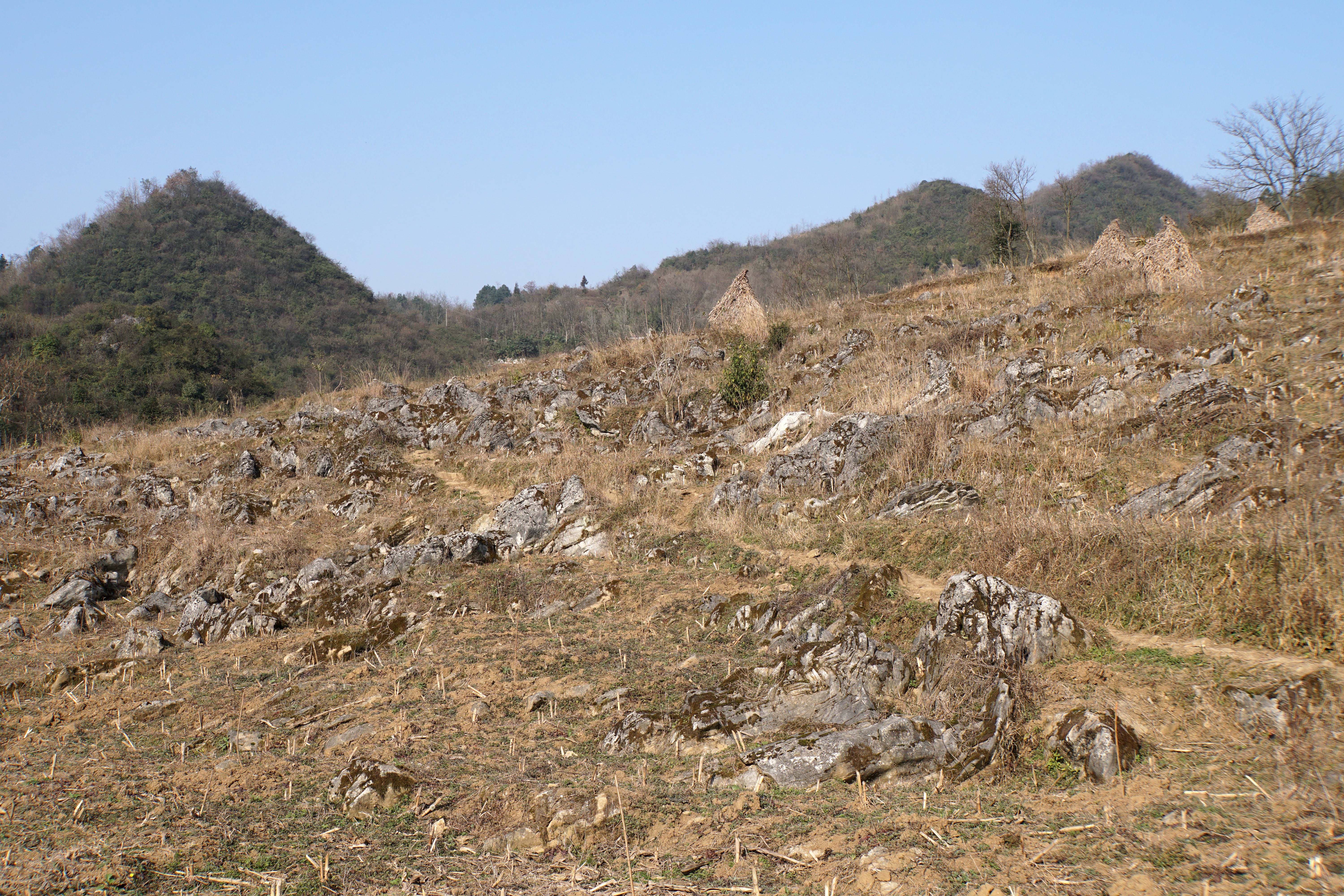 金兰示范区石漠化坡耕地现状(图片提供/喀斯特研究院 李瑞)